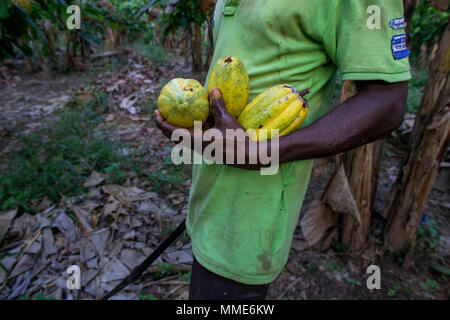 La Costa d Avorio. Agricoltore la raccolta di cacao nella sua piantagione. Foto Stock