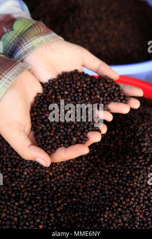 Mercato Mattutino in Duong Dong town. Donna vendita di pepe nero. Close-up. Phu Quoc. Il Vietnam. Foto Stock