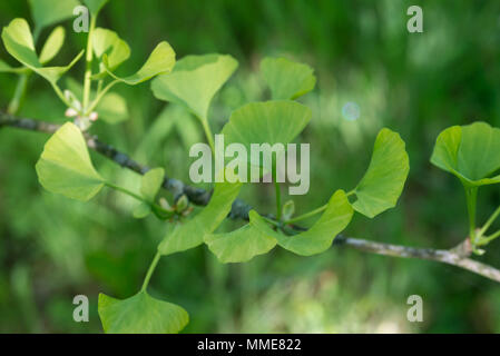 Ginkgo biloba giovani foglie verdi macro messa a fuoco selettiva Foto Stock
