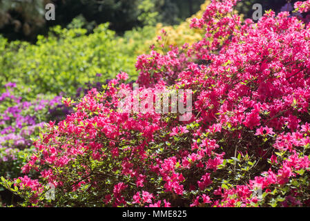 Multicolore di rododendri nel parco sulla giornata di sole Foto Stock