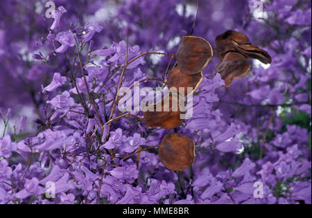 PRIMO PIANO DEI FIORI E DELLE CIALDE DI SEMI DELL'ALBERO VIOLA JACARANDA (JACARANDA MIMOSIFOLIA) NOTO ANCHE COME TROMBA BLU O ALBERO DI FELCE. AUSTRALIA. Foto Stock