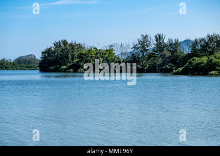 Alberi di mangrovie e di altri tipi di vegetazione crescente sul bordo della laguna di Marapendi, in Barra da Tijuca, Rio de Janeiro. Foto Stock