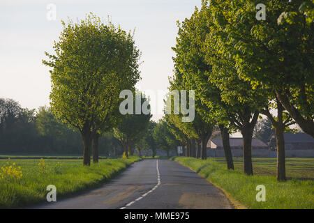 New Scenic 5 posti vuoti strada di campagna circondata da alberi in giorno . FRANCIA Foto Stock