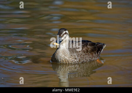 Spot cinese-fatturati - anatra Anas poecilorhyncha zonorhyncha Foto Stock