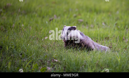 Un felice (Badger Meles meles) nell'erba verde alla ricerca di cibo Foto Stock