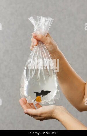 Mani tenendo un pacchetto con pesci di acquario e va a passo di lumaca Foto Stock