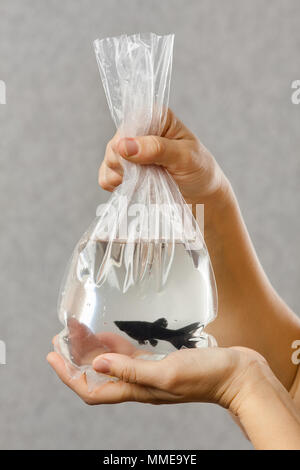 Mani tenendo un pacchetto con l'acquisto di un acquario di pesci Foto Stock