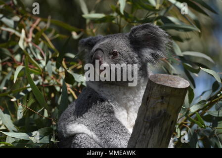 Ramboora, a 2 anni maschio del Koala (Phascolarctos cinereus), raffigurata nel suo involucro esterno presso lo zoo di Madrid. (Foto di Jorge Sanz/Pacific Stampa) Foto Stock