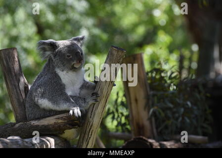 Ramboora, a 2 anni maschio del Koala (Phascolarctos cinereus), raffigurata nel suo involucro esterno presso lo zoo di Madrid. (Foto di Jorge Sanz/Pacific Stampa) Foto Stock