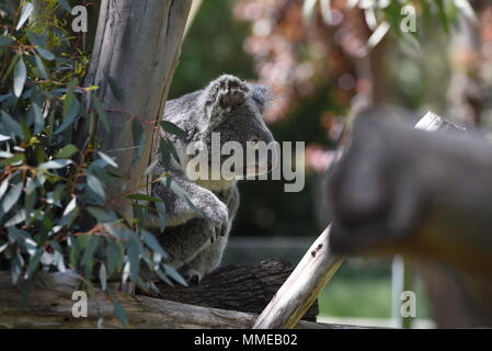 Ramboora, a 2 anni maschio del Koala (Phascolarctos cinereus), raffigurata nel suo involucro esterno presso lo zoo di Madrid. (Foto di Jorge Sanz/Pacific Stampa) Foto Stock