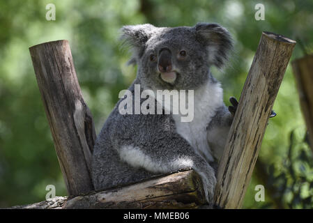 Ramboora, a 2 anni maschio del Koala (Phascolarctos cinereus), raffigurata nel suo involucro esterno presso lo zoo di Madrid. (Foto di Jorge Sanz/Pacific Stampa) Foto Stock