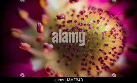 Pineberry fiori / Fragaria ananassa Foto Stock