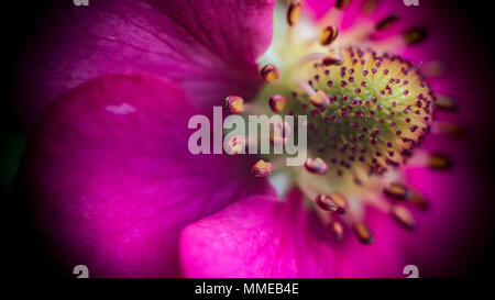 Pineberry fiori / Fragaria ananassa Foto Stock