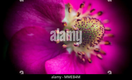 Pineberry fiori / Fragaria ananassa Foto Stock