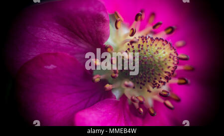 Pineberry fiori / Fragaria ananassa Foto Stock