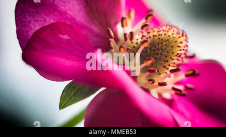 Pineberry fiori / Fragaria ananassa Foto Stock