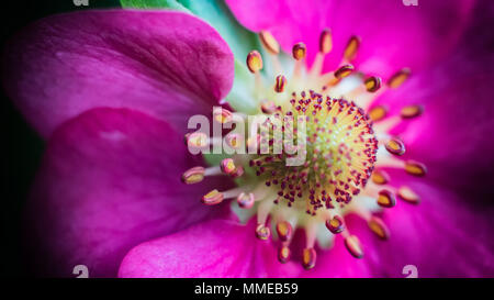 Pineberry fiori / Fragaria ananassa Foto Stock