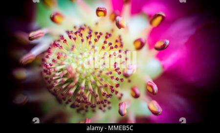 Pineberry fiori / Fragaria ananassa Foto Stock