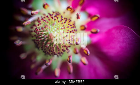 Pineberry fiori / Fragaria ananassa Foto Stock