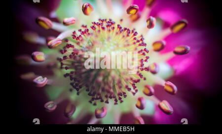 Pineberry fiori / Fragaria ananassa Foto Stock