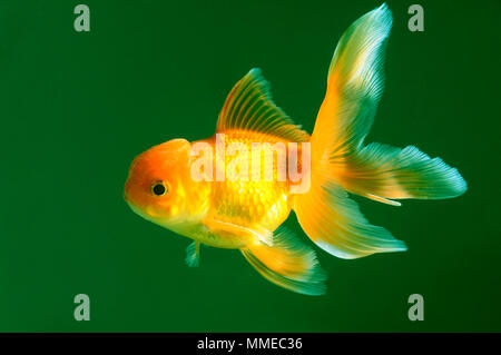 Lionhead pesce d'oro su sfondo verde Foto Stock