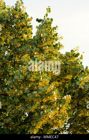 Albero di tiglio che fiorisce in primavera Foto Stock