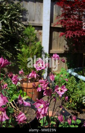 Aquilegia rosa fiori in un giardino Foto Stock