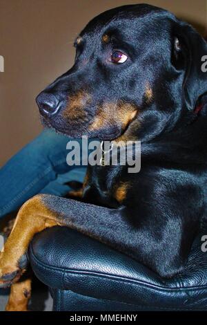 Maschio adulto Rotterman (Rottweiler cross Doberman) cane, seduto sul divano in un uomo-simili pone. Foto Stock