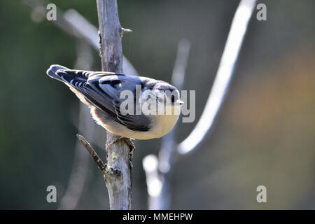 Ritratto di bianco-breasted picchio muratore, carolinensis Sitta Foto Stock