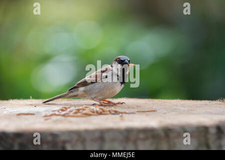 Passer domesticus. Casa passero alimentazione su mealworms su una tabella di uccelli. Regno Unito Foto Stock