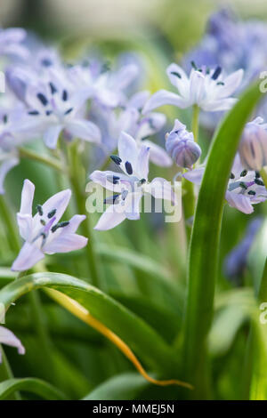 Hyacinthoides vicentina di fiori in primavera Foto Stock