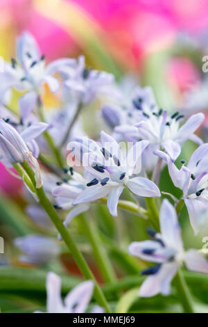 Hyacinthoides vicentina di fiori in primavera Foto Stock