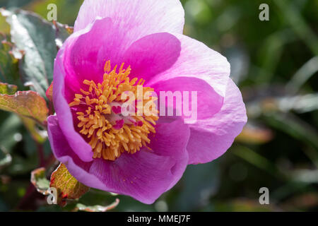 Paeonia mascula ssp russoi. Magenta rosa peonia fiore Foto Stock