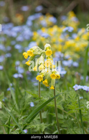 Primula veris e Myosotis arvense. Cowslip e non ti scordar di me fiori in primavera. Regno Unito Foto Stock