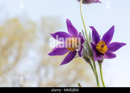 Pulsatilla Halleri Slavica. In Slavonia "Pasque fiori contro un cielo blu. Regno Unito Foto Stock