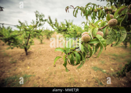 Close-up di un ramo di pesche immaturi. Peach orchard in background. Frutticoltura Foto Stock