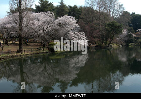 Stagno con la riflessione di ciliegi in Shinjuku Gyoen Giardino Nazionale durante la stagione di sakura a Tokyo in Giappone Foto Stock