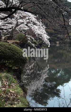 Stagno con la riflessione di ciliegi in Shinjuku Gyoen Giardino Nazionale durante la stagione di sakura a Tokyo in Giappone Foto Stock