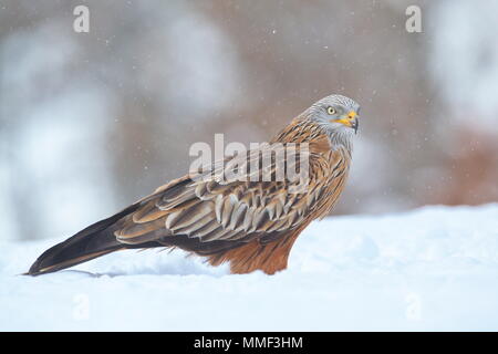 Nibbio reale (Milvus milvus) nella neve. Crémenes (León (Spagna). Foto Stock