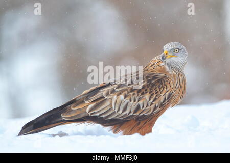 Nibbio reale (Milvus milvus) nella neve. Crémenes (León (Spagna). Foto Stock