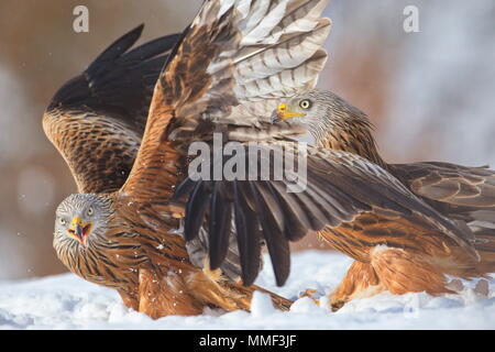 Nibbio reale (Milvus milvus) nella neve. Crémenes (León (Spagna). Foto Stock