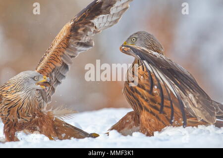 Nibbio reale (Milvus milvus) nella neve. Crémenes (León (Spagna). Foto Stock