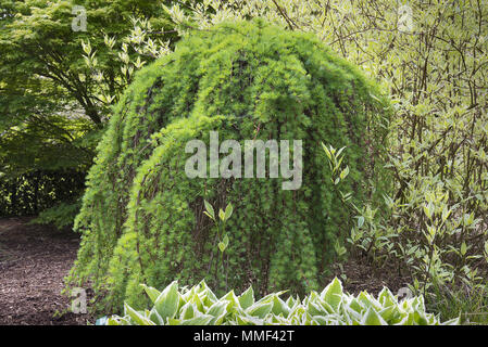 Larix kaempferi o giapponese larice in un giardino paesaggistici con altri alberi e arbusti in background. Foto Stock