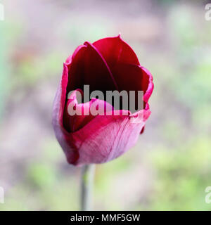 Nero o rosso scuro tulip. foto Foto Stock