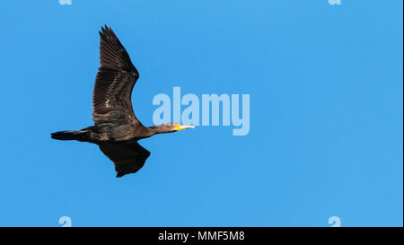 Cormorano in volo in un cielo blu Foto Stock