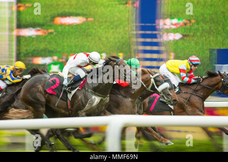 Singapore/Singapore - Novembre 16, 2014: La Longines Gold Cup racing al al Kranji circuito di Singapore. Cavalli a velocità oltre il montante di partenza. Foto Stock