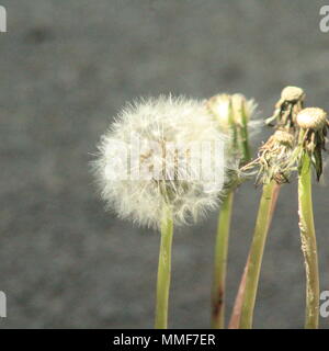 Volendo su un erbaccia Foto Stock