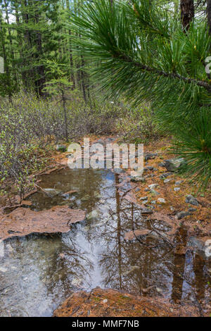 Pang ung , riflessione di pino in un lago , meahongson , della Thailandia Foto Stock