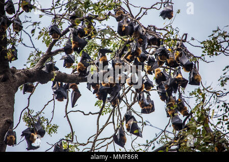 Bat appesi a un ramo di albero: la malese bat - noto anche come grande flying fox Foto Stock