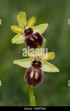 Fiori di inizio Spider Orchid (Ophrys sphegodes), Dorset, Inghilterra Foto Stock